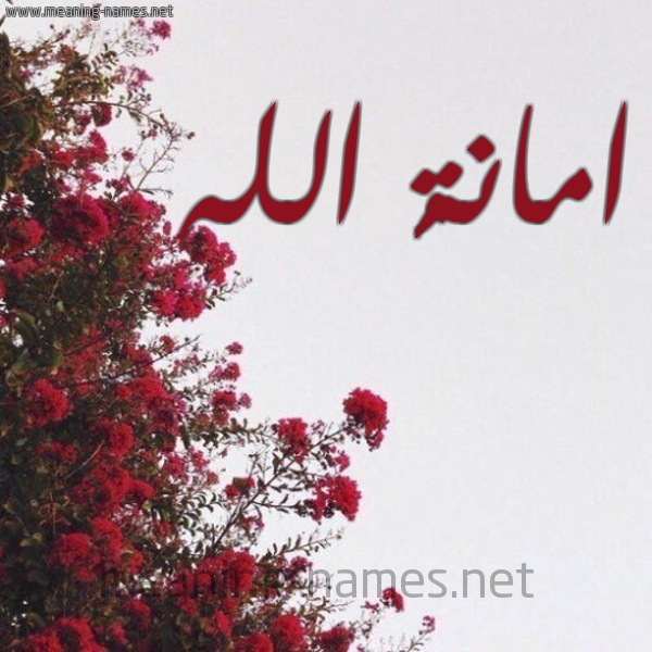 شكل 18 صوره الورد الأحمر للإسم بخط رقعة صورة اسم امانةُ الله AMANHO-ALLH